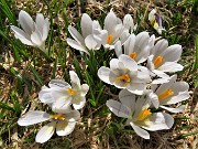 03 Distese di Crocus vernus (Zafferano maggiore) sui pratoni del Monte Campo